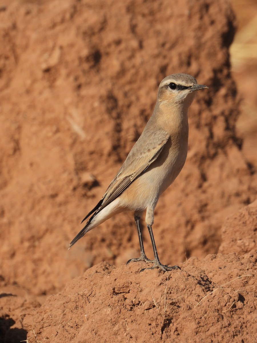 Desert Wheatear - ML643713444