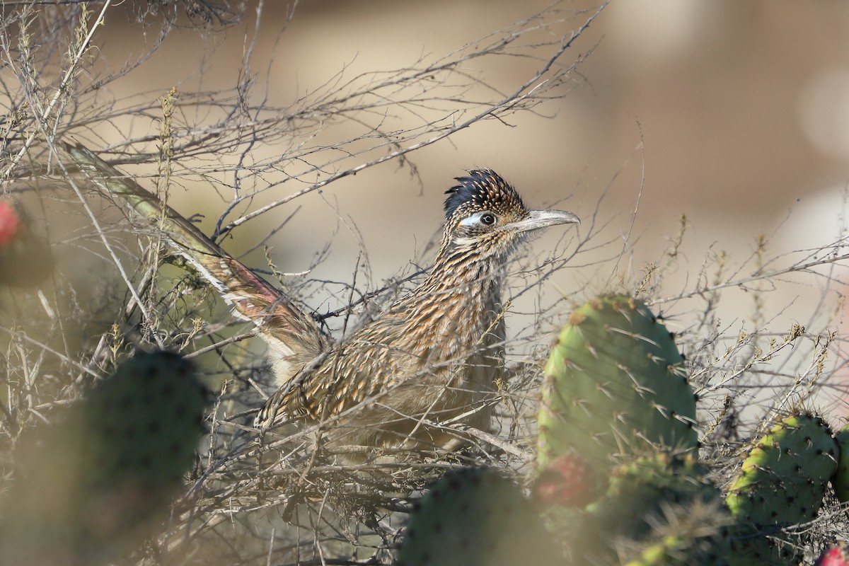Greater Roadrunner - ML643713457