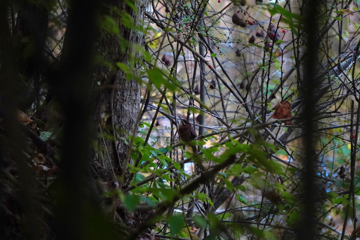 Carolina Wren - ML643713462