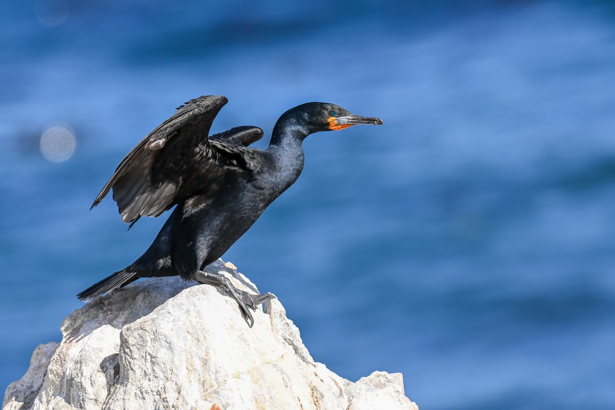 Cape Cormorant - ML643713465