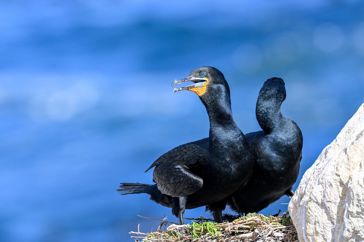 Cape Cormorant - ML643713466