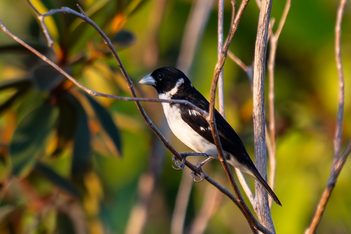 White-naped Seedeater - ML643713474