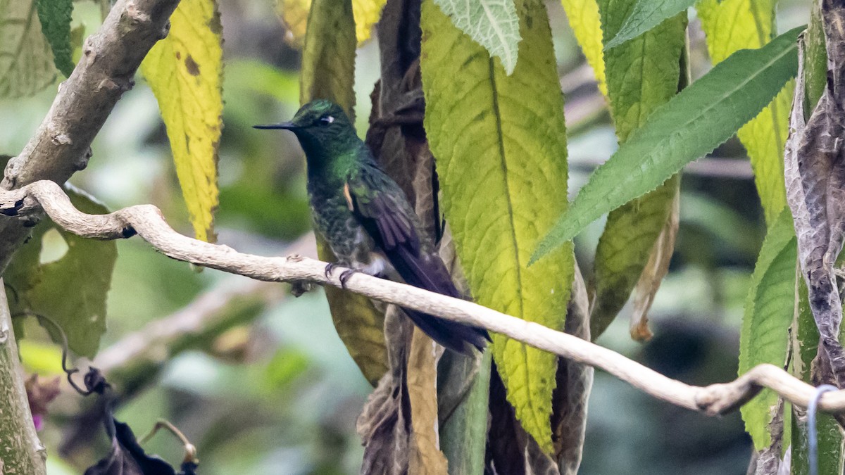 Buff-tailed Coronet - ML643713481