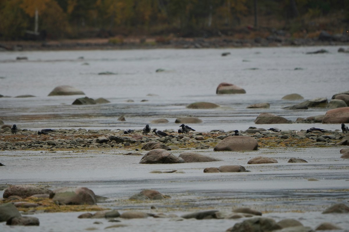 Hooded Crow - ML643713483