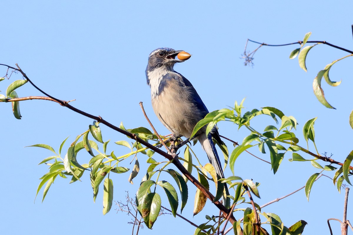 California Scrub-Jay - ML643713484