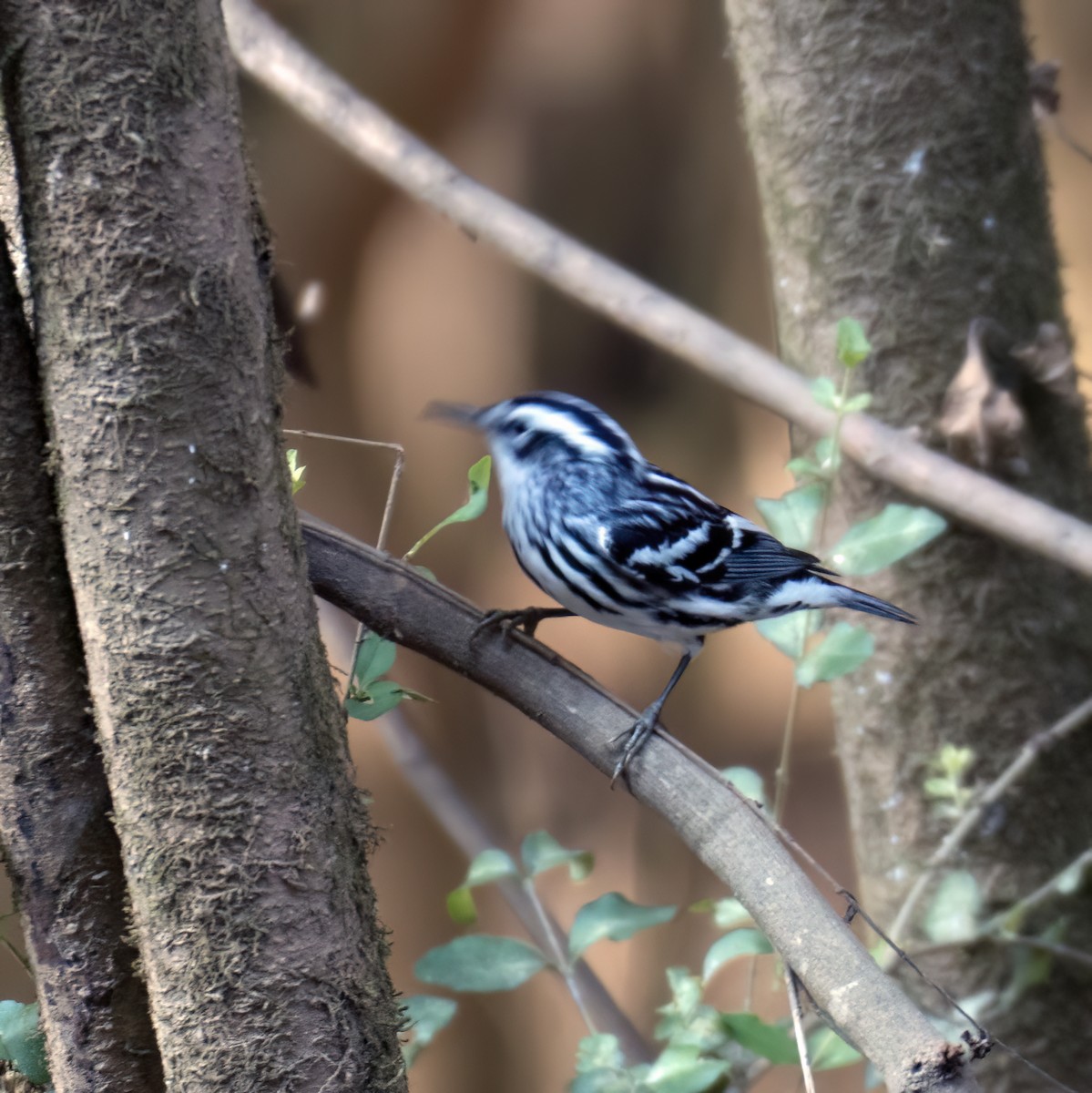 Black-and-white Warbler - ML643713486