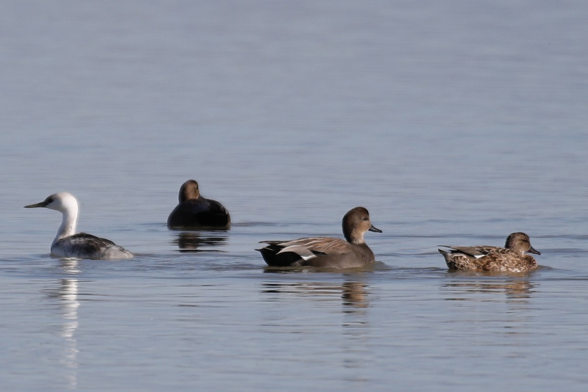 Gadwall - ML643713487