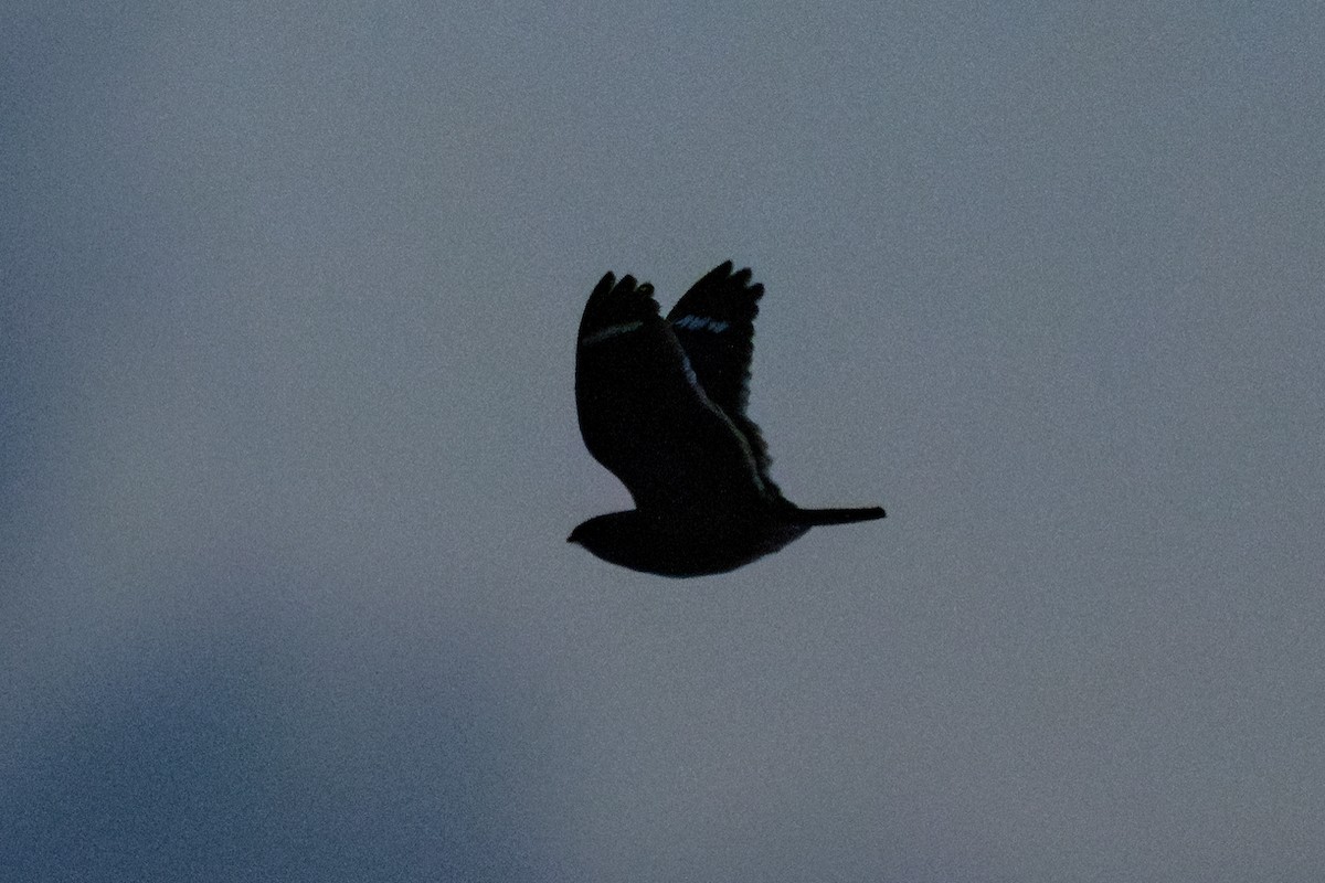 Least Nighthawk - ML643713489