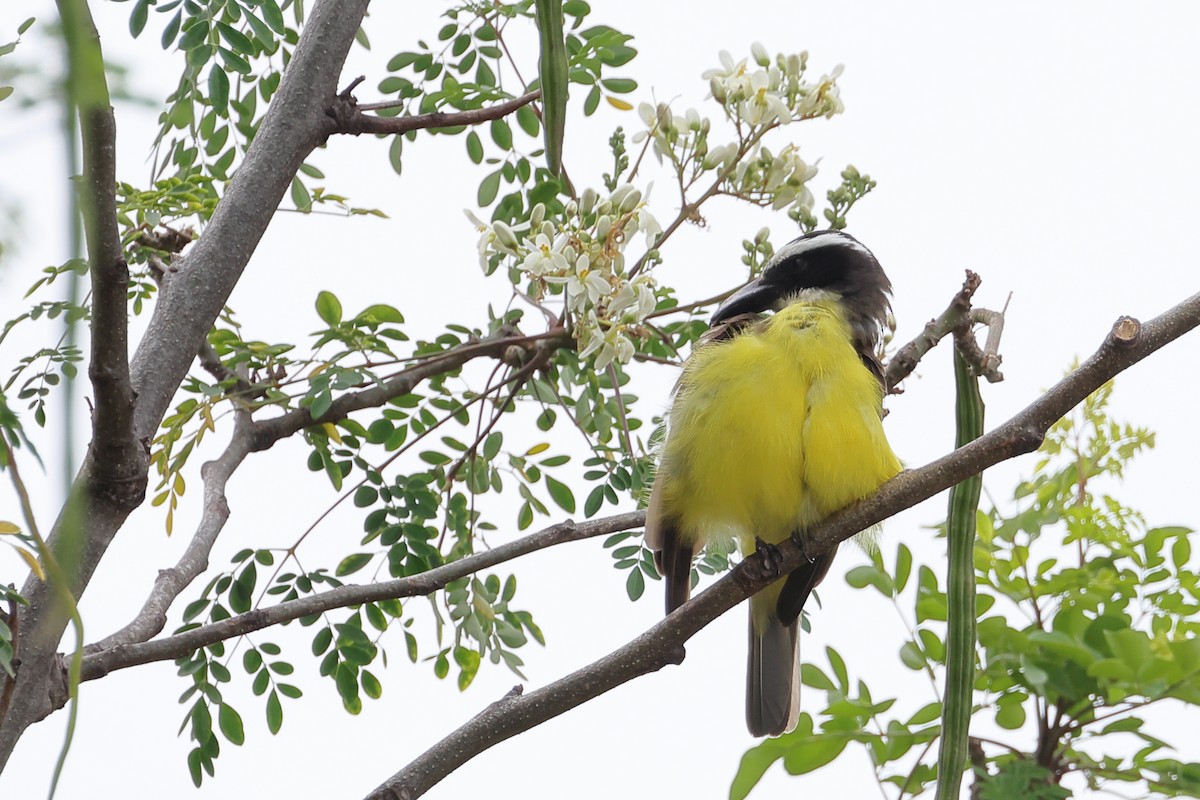 Boat-billed Flycatcher - ML643713490