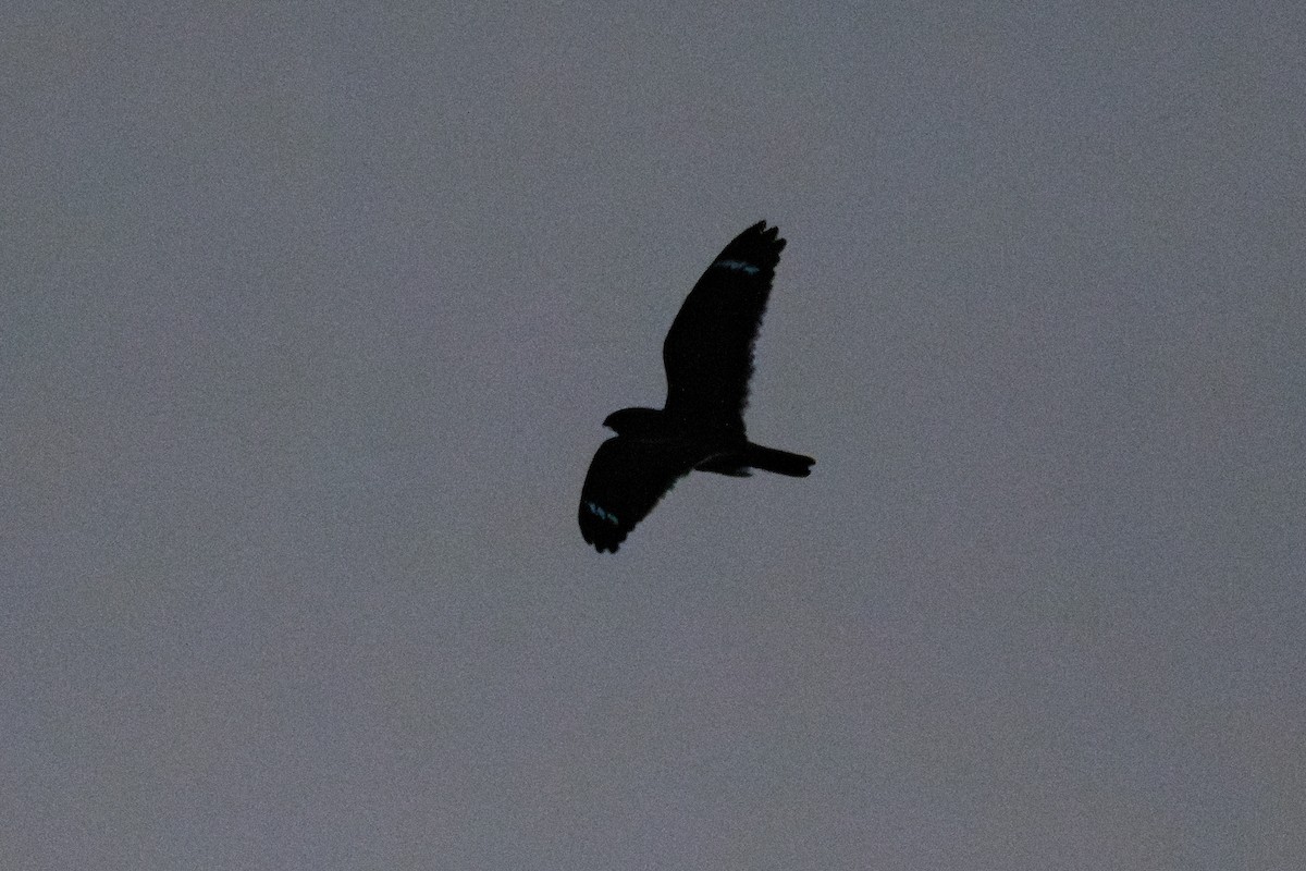 Least Nighthawk - ML643713491
