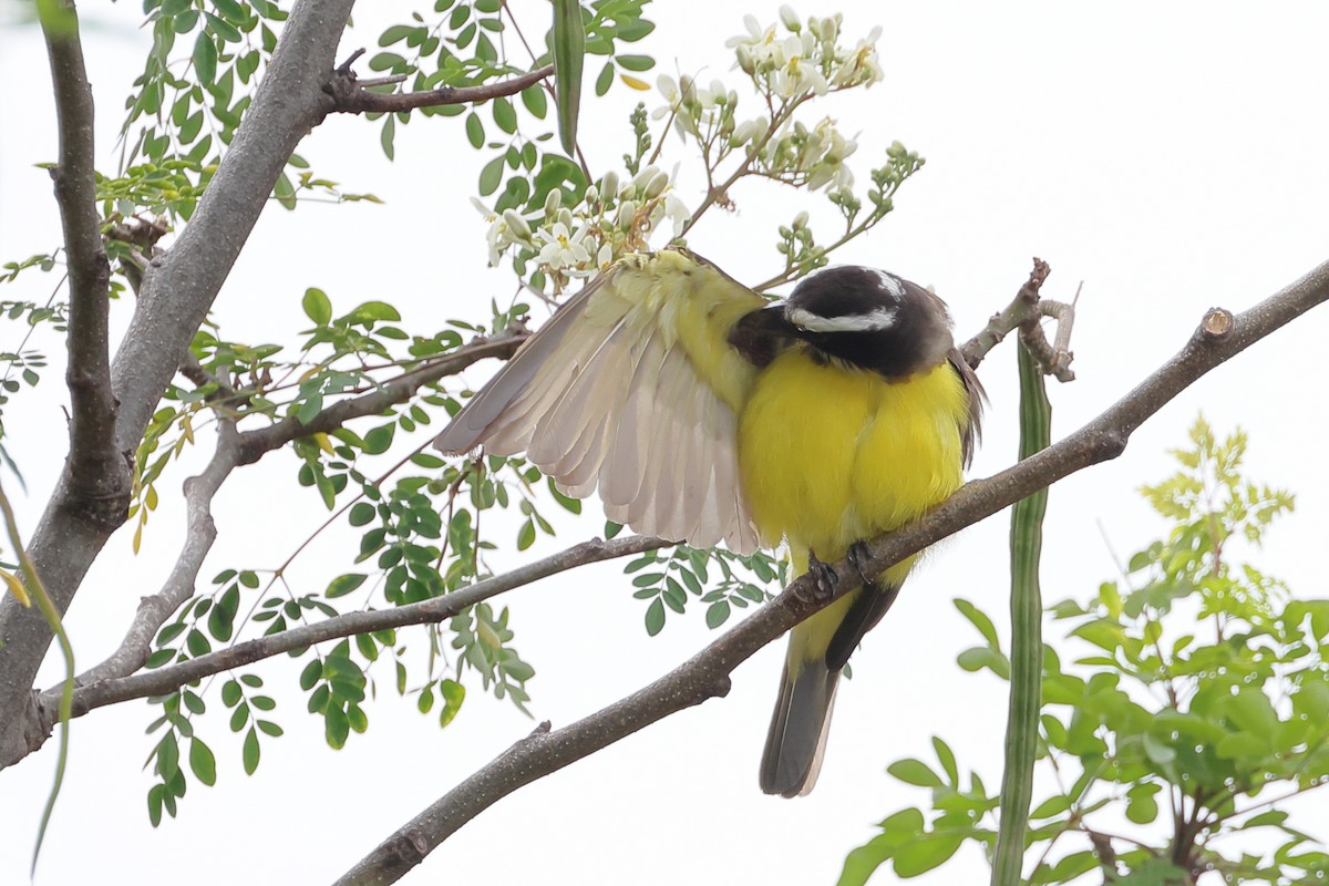 Boat-billed Flycatcher - ML643713493