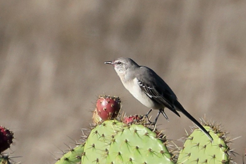 Northern Mockingbird - ML643713494