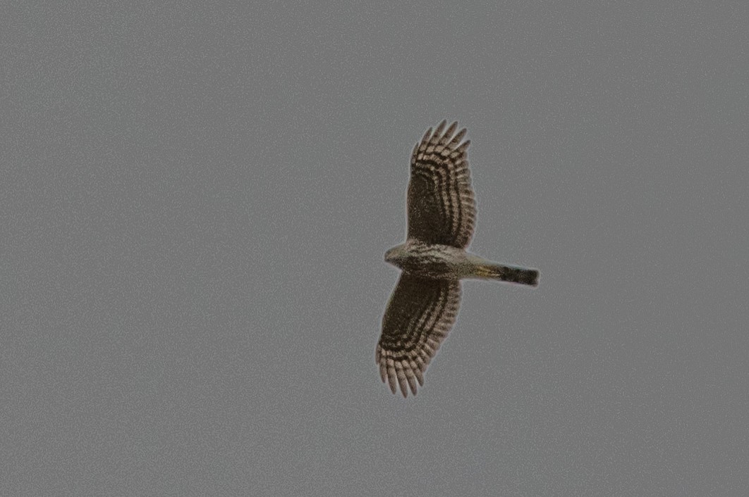 Sharp-shinned Hawk - ML643713497