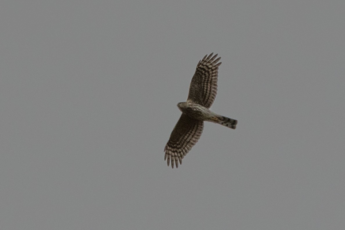 Sharp-shinned Hawk - ML643713498