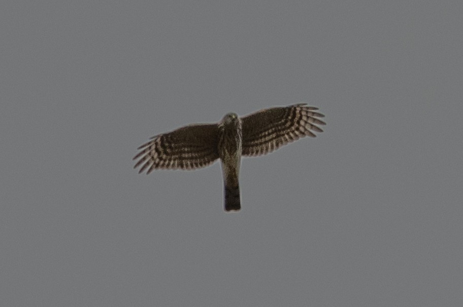 Sharp-shinned Hawk - ML643713499