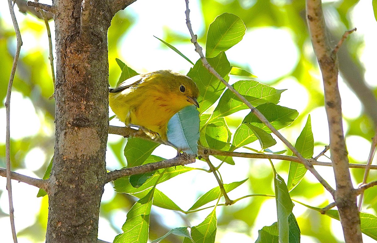 Yellow Warbler - ML643713503