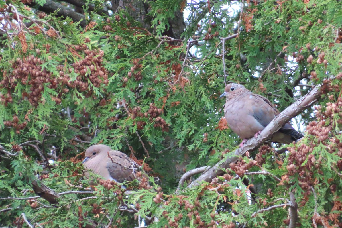Mourning Dove - ML643713507