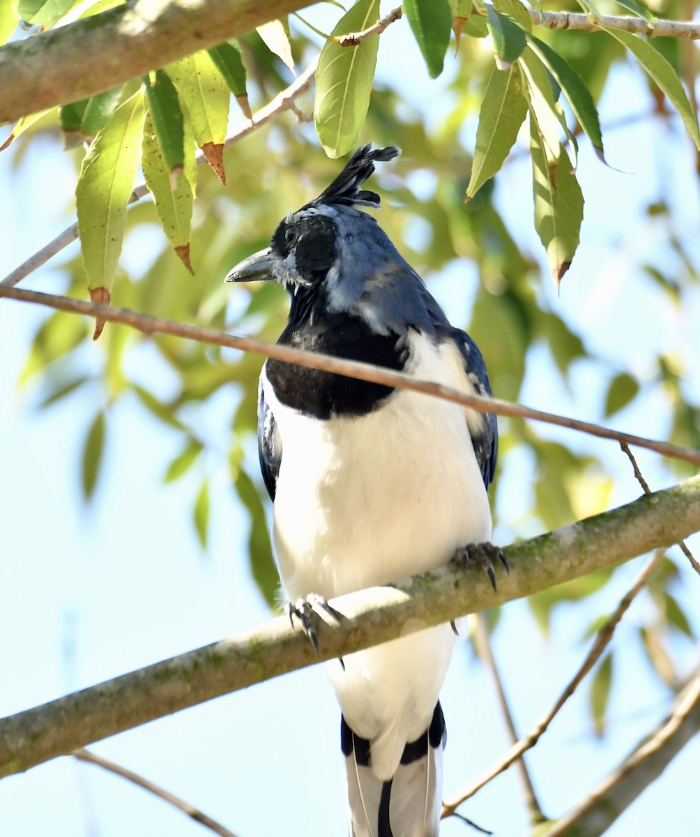 Black-throated Magpie-Jay - ML643713508