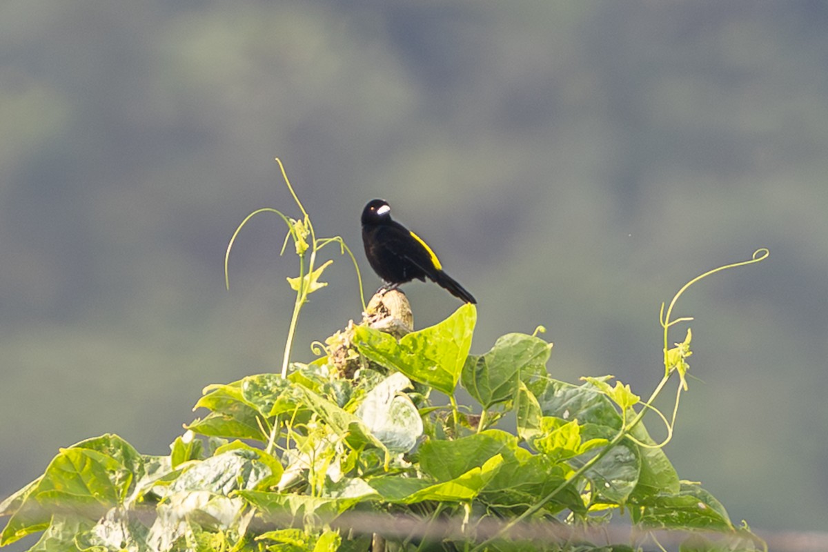 Flame-rumped Tanager (Lemon-rumped) - ML643713509