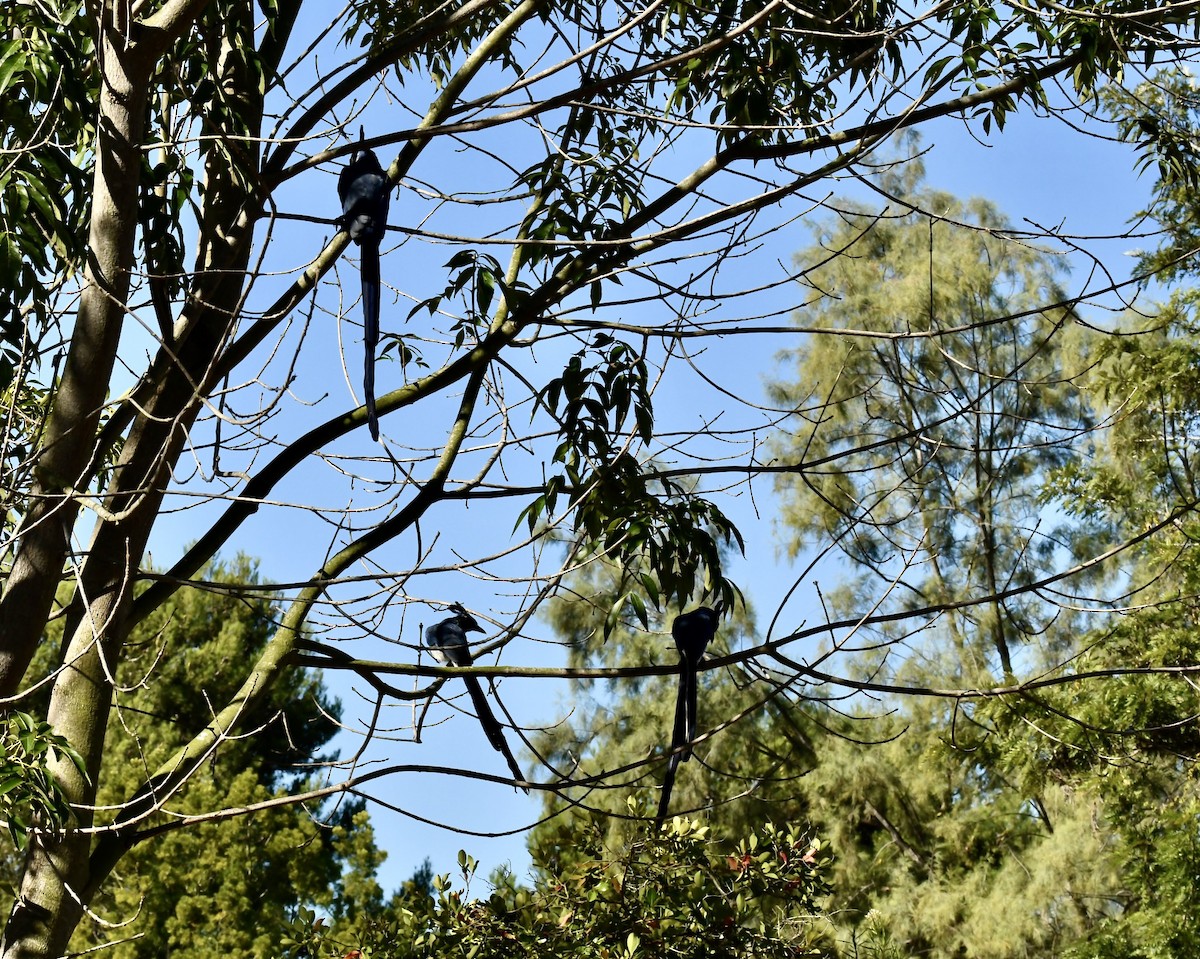 Black-throated Magpie-Jay - ML643713516