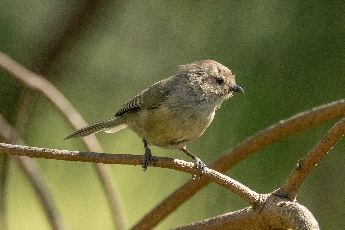 Bushtit - ML643713518