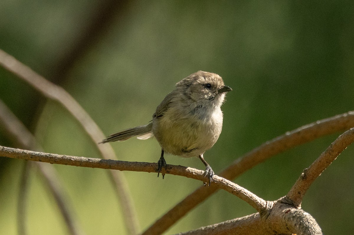 Bushtit - ML643713519