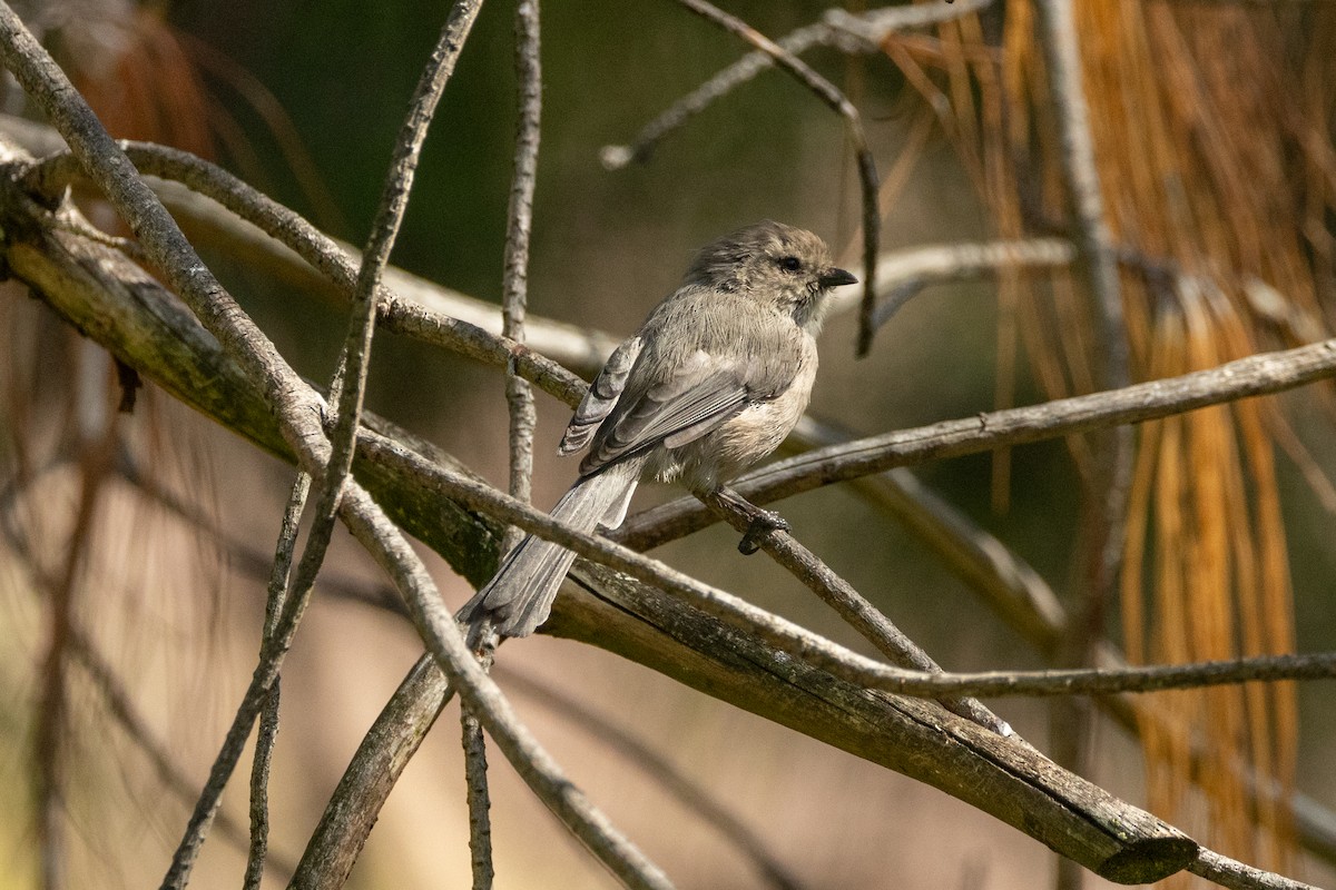 Bushtit - ML643713521