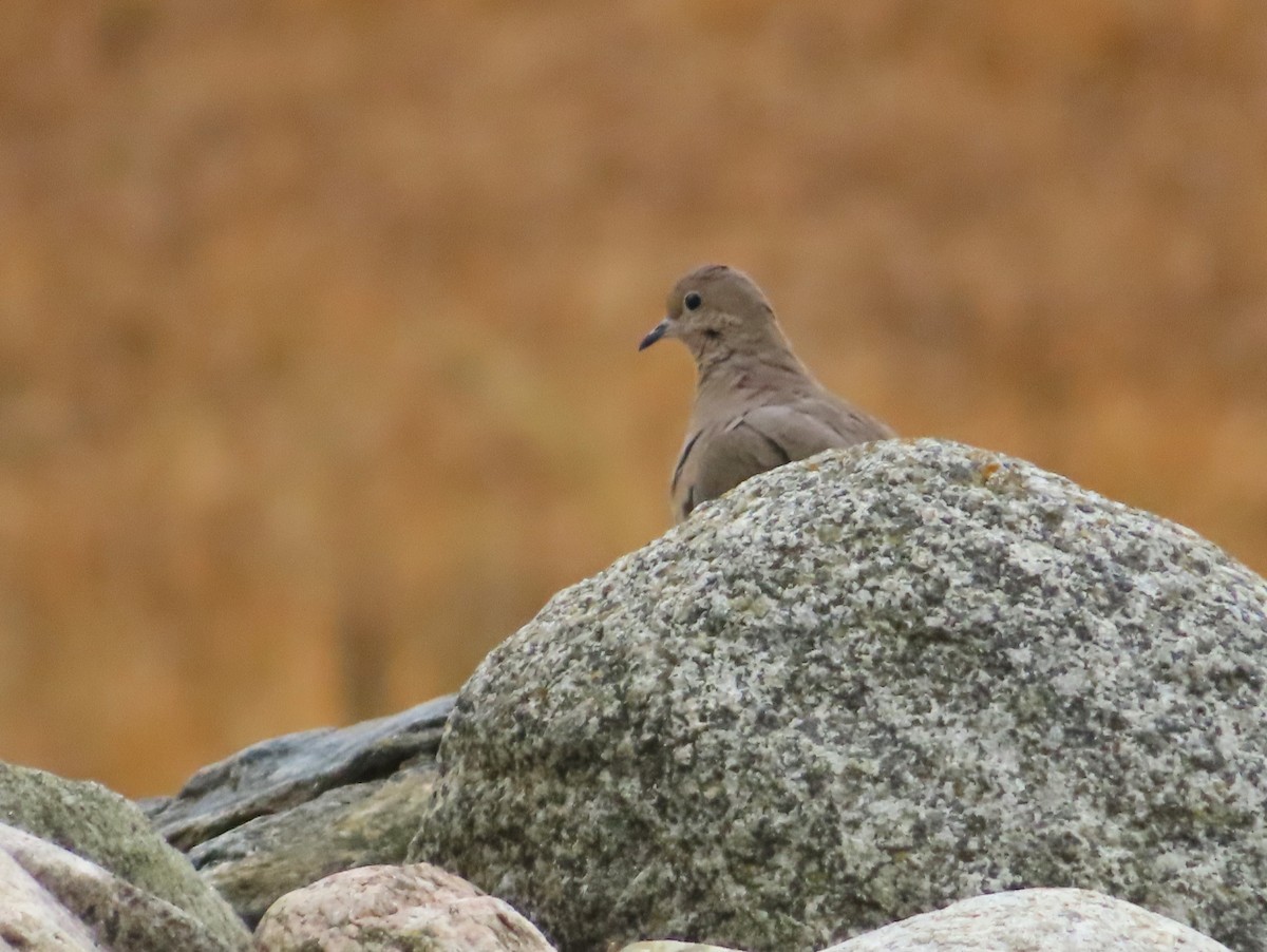 Mourning Dove - ML643713522