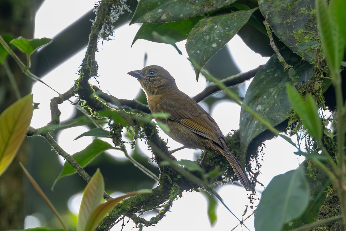 Red-crowned Ant-Tanager - ML643713523