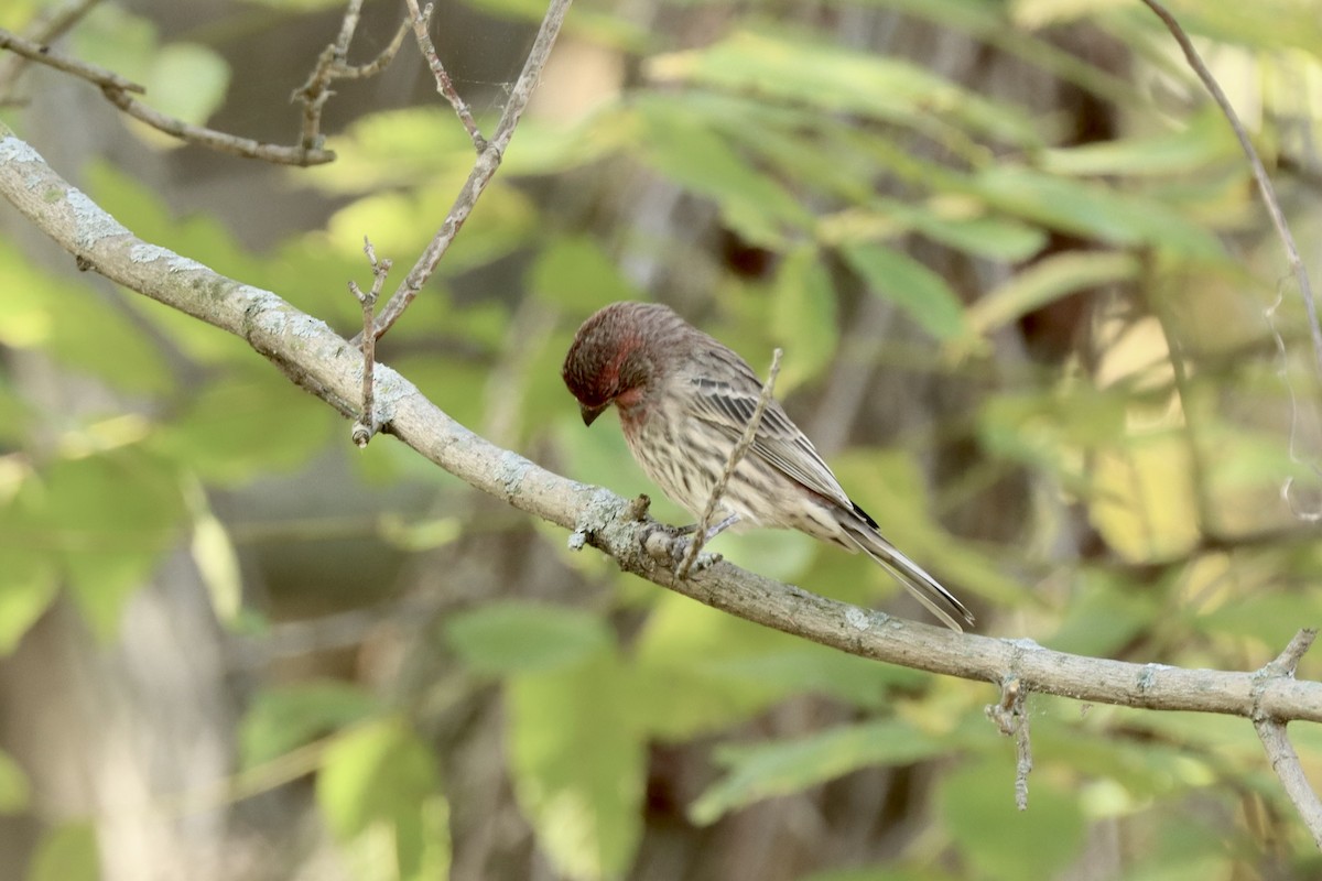 House Finch - ML643713524
