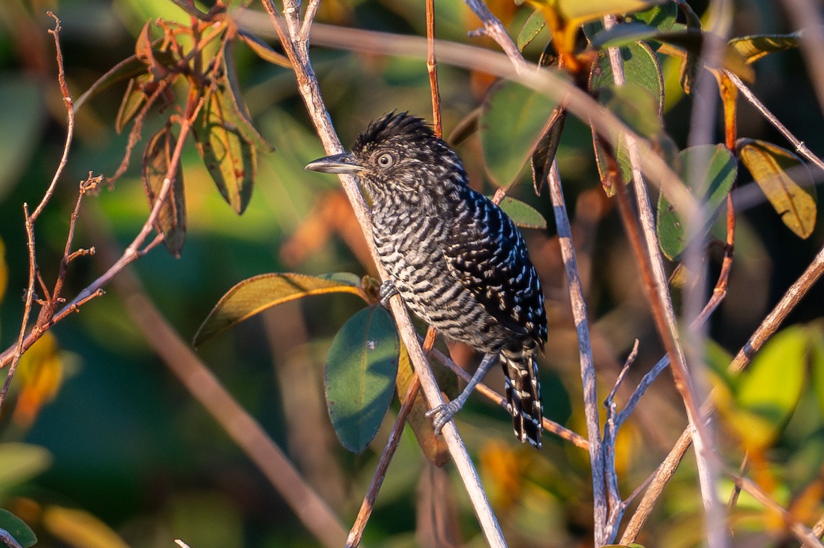 Barred Antshrike - ML643713582