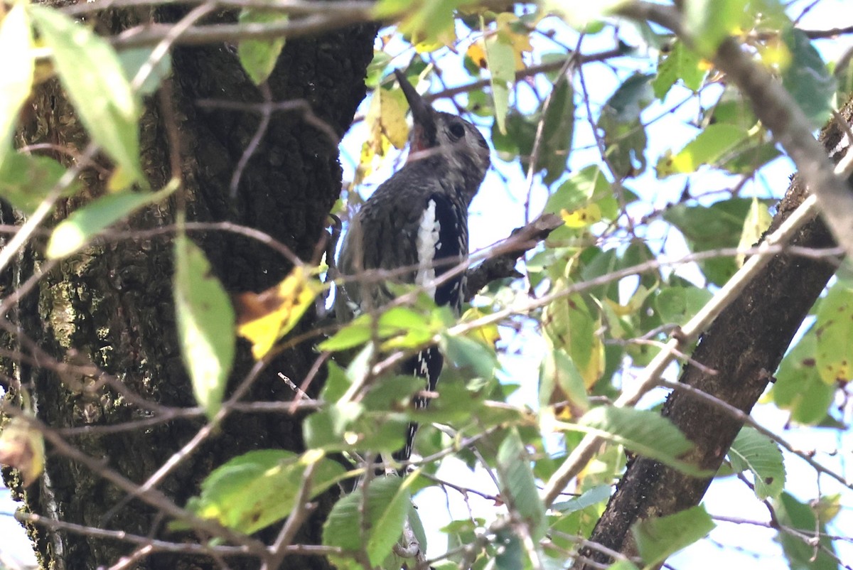Yellow-bellied Sapsucker - ML643713590