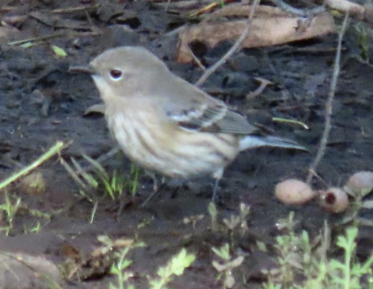 Yellow-rumped Warbler (Myrtle) - ML643713592