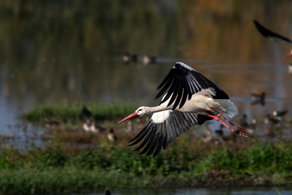 White Stork - ML643713593