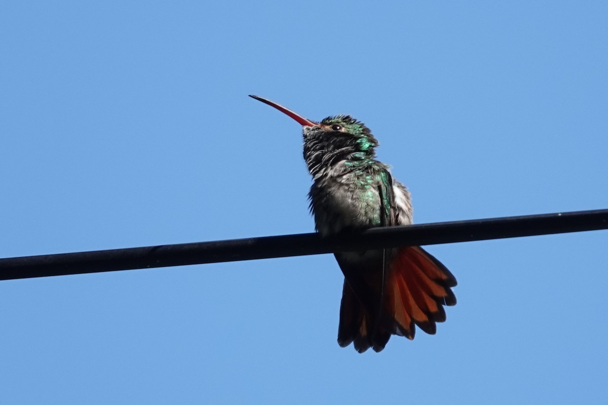 Rufous-tailed Hummingbird - ML643713596