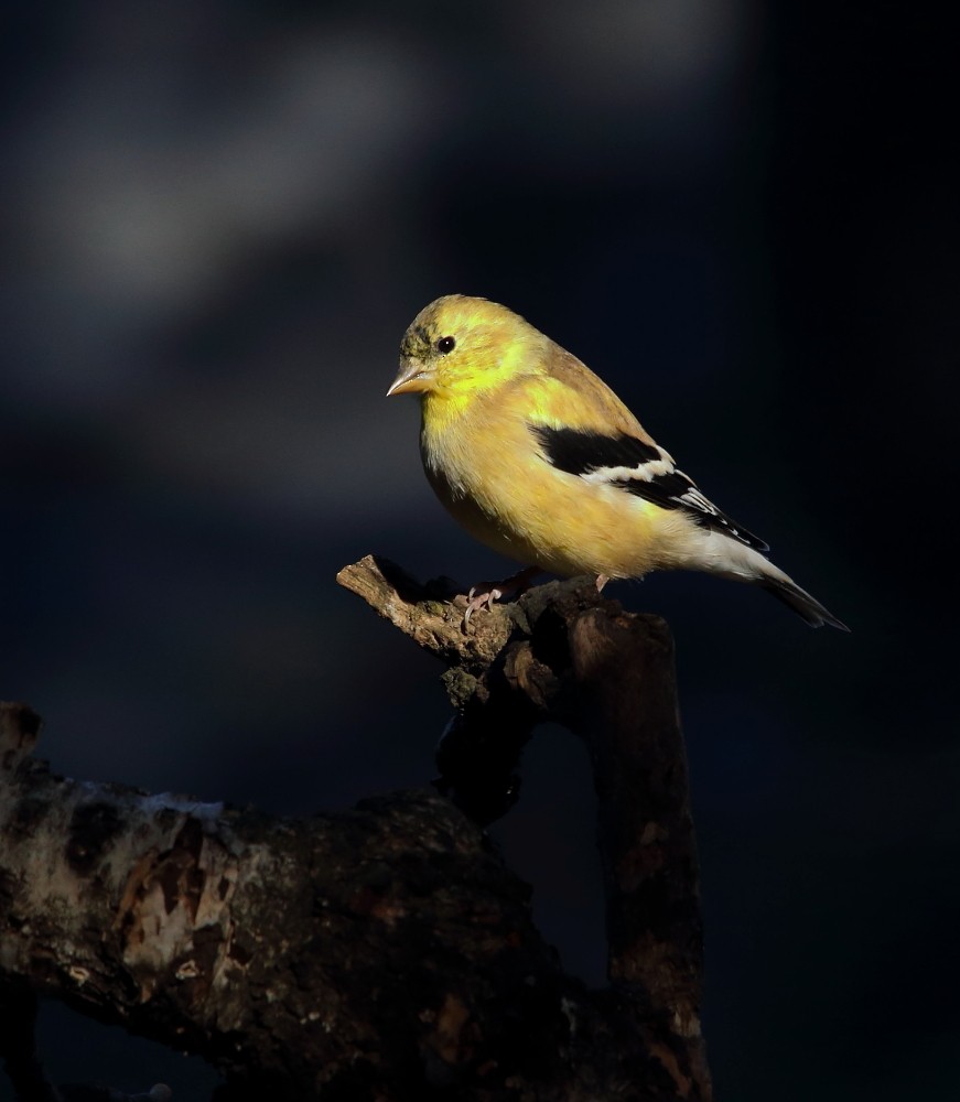 American Goldfinch - ML643713599