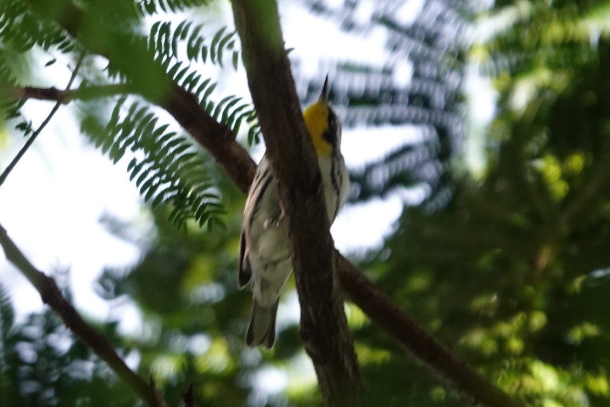 Yellow-throated Warbler - ML643713604