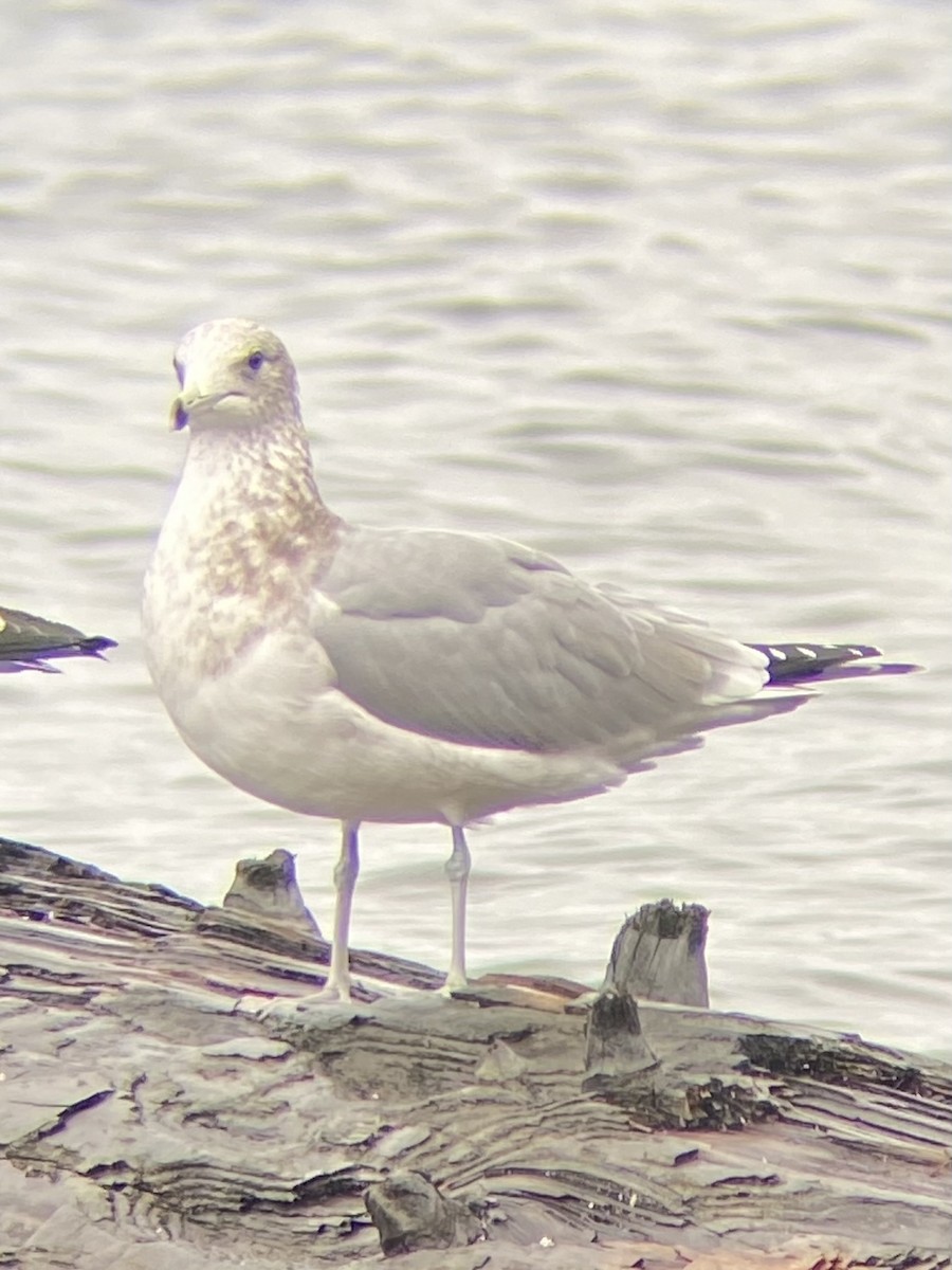 California Gull - ML643713606