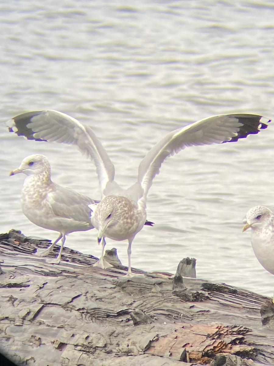 California Gull - ML643713607