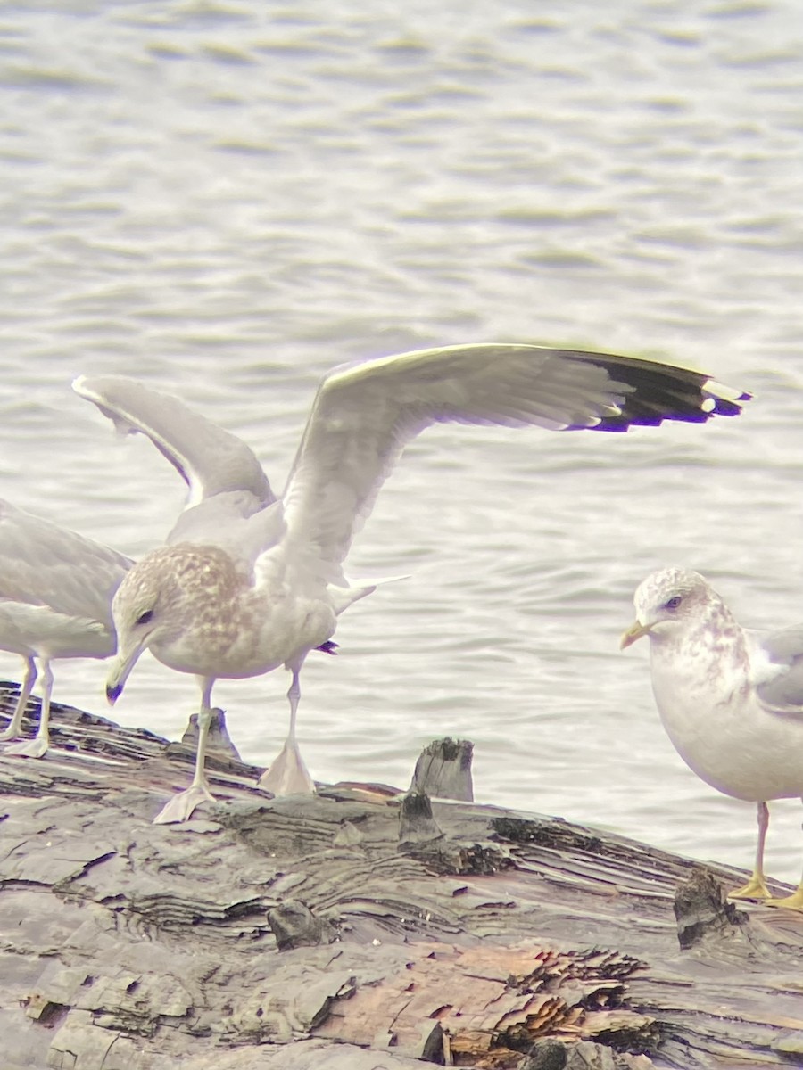 California Gull - ML643713608