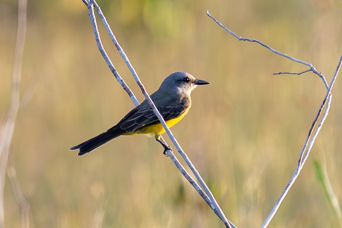 Tropical Kingbird - ML643713609