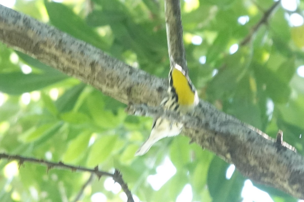 Yellow-throated Warbler - ML643713610