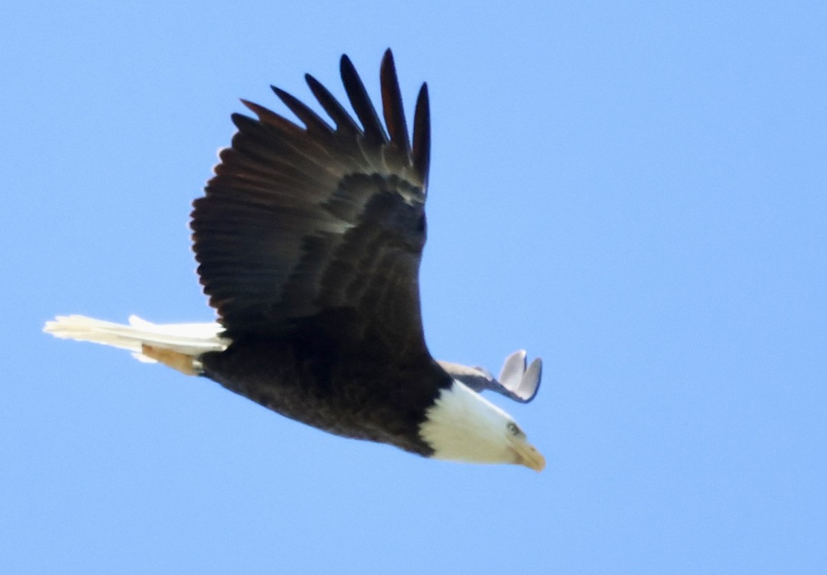 Bald Eagle - ML643713613