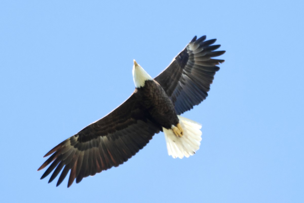 Bald Eagle - ML643713614