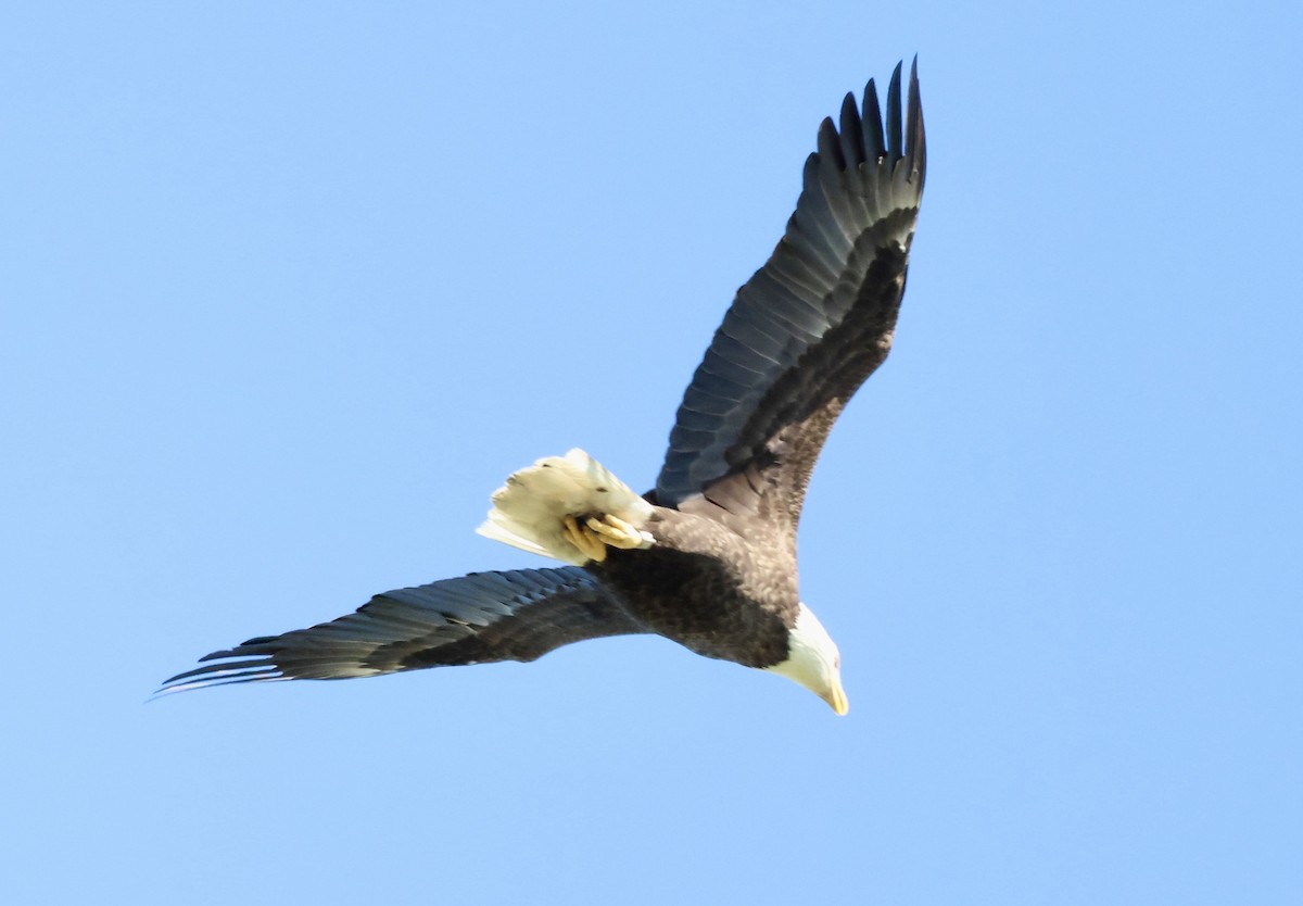 Bald Eagle - ML643713615