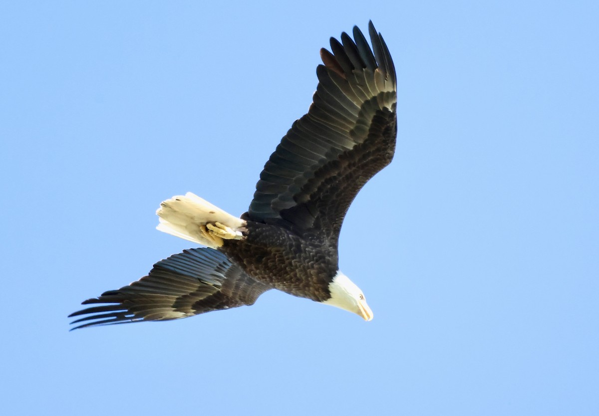 Bald Eagle - ML643713616