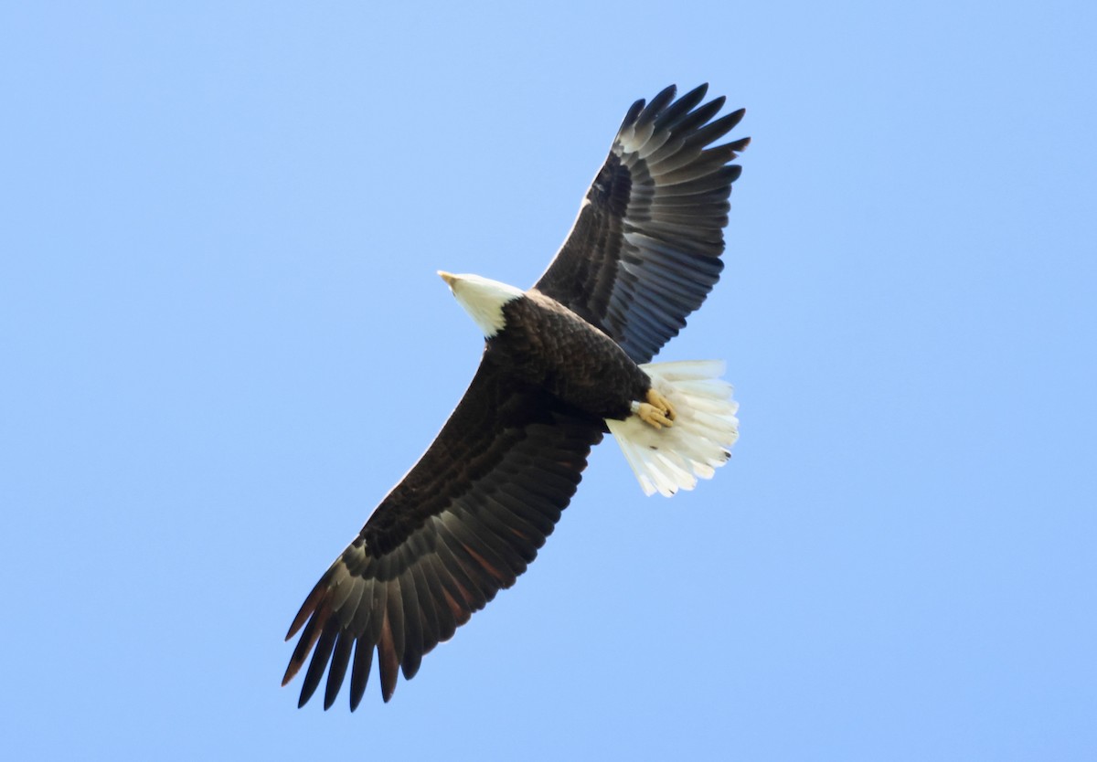 Bald Eagle - ML643713617