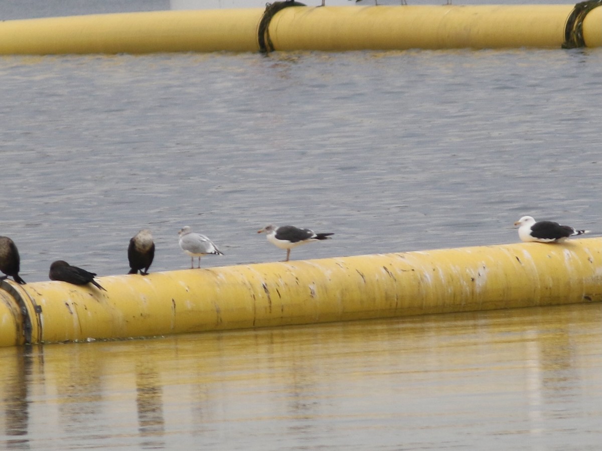 Lesser Black-backed Gull - ML643713620