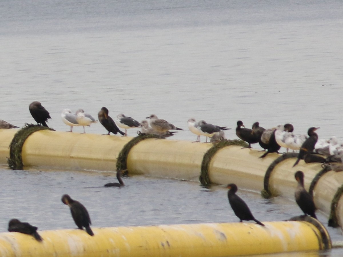 Lesser Black-backed Gull - ML643713621