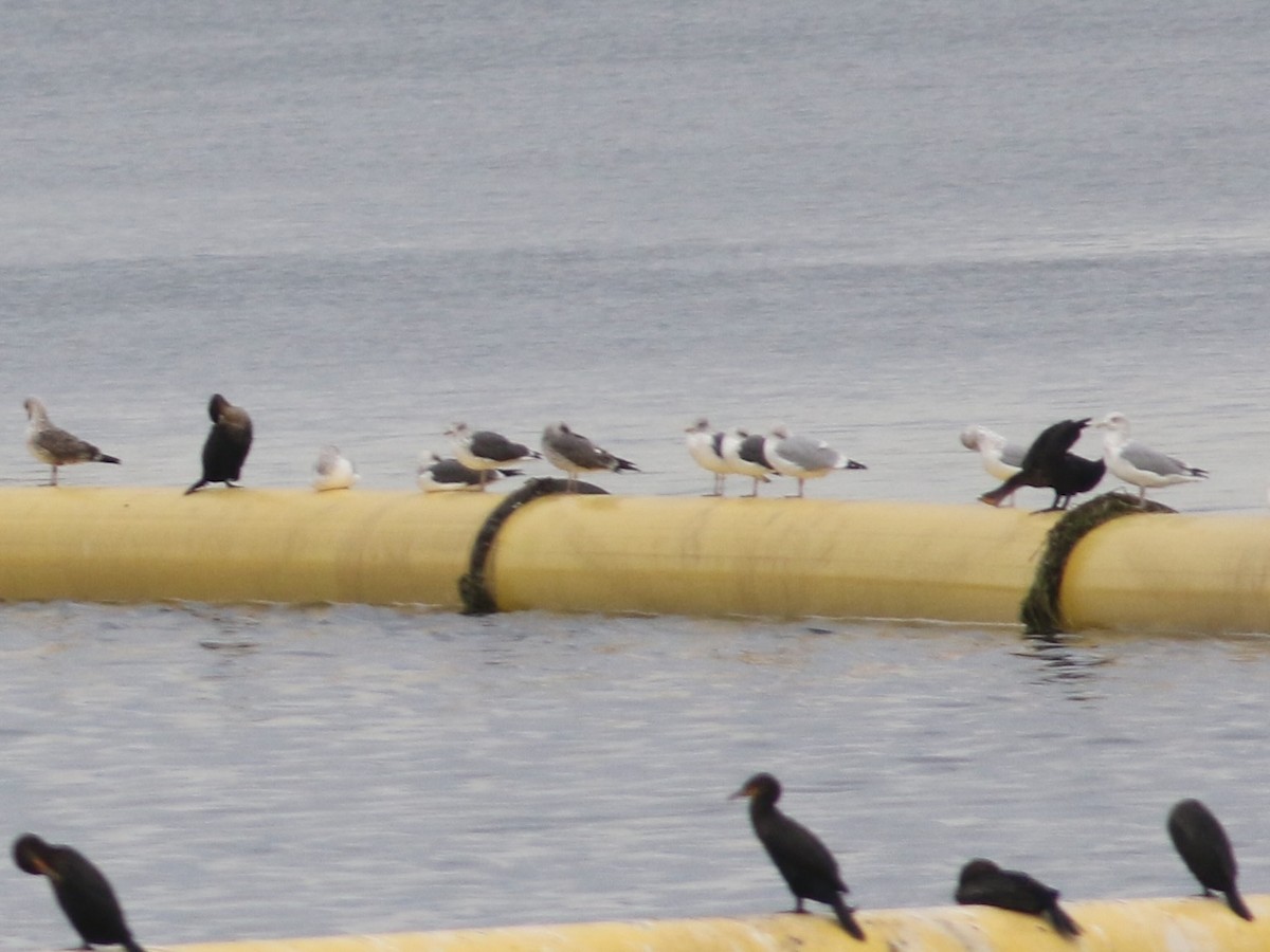 Lesser Black-backed Gull - ML643713622